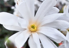 Magnolia