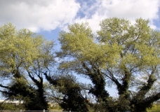 Ivyesque Tree