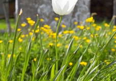 Tulip at Graveside