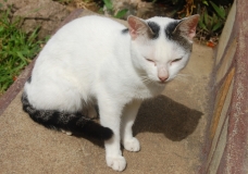 Akpoplo and his shadow