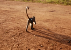 The monkey and his shadow