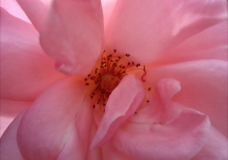 Flor