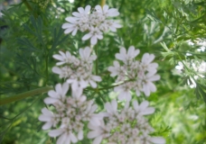 Flores