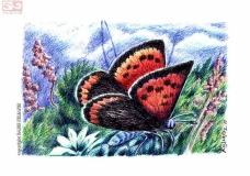 butterfly 7