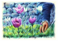 lillies
