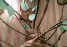 A green tree