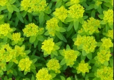 yellows and greens