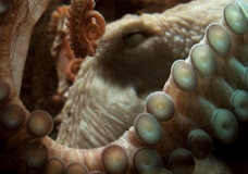 octopus