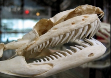 snake skull