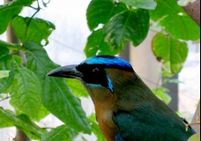little bird