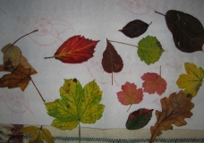Leaves