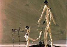 Cotton Thread 10