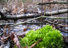 moss