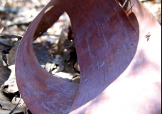 bark