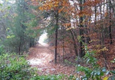 Autumn Forest