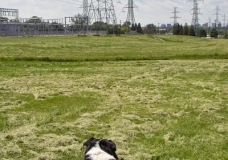Staring out on the plains of Toronto