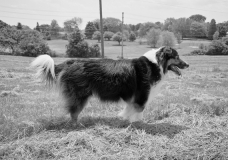 Posing Pooch