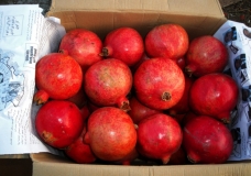 Pomegranates / Grenades