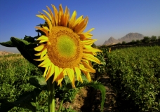 Sunflowers / Tournesols