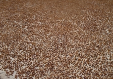 Famous Afghan grapes / Les célèbres raisins afghans