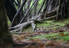 Ground Cover