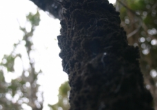 Honey Dew on Bark
