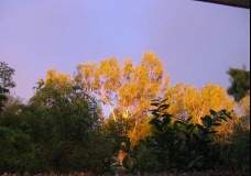 golden tree
