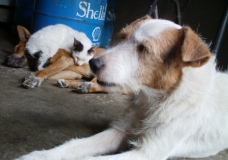 Pets in the House on a cold Sunday Morning