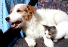 Cats and Dog can be best friends, why not?