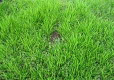 Bald Spot