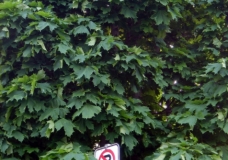 No Parking
