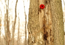 Lone Poppy