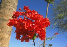 Many Flowers Make One Flower