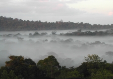 Amazon rainforest early moring