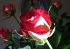 flower1