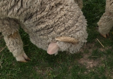 BAaAA