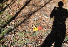 Leaves, Shadows, Etc.