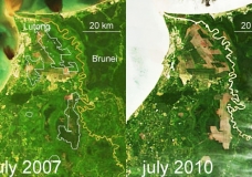 deforestation in borneo