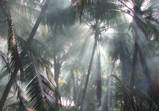 Fog in the Amazon jungle