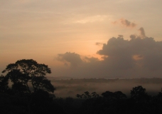 Early morning in the Amazon Jungle