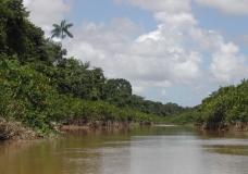 Mangrove dans les marais de Kaw