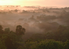 Early morning in the Amazon jungle