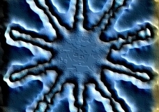 The flower
