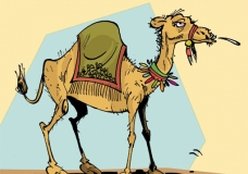 a camel