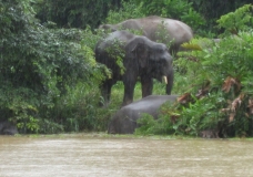 Elephants on the Kinabatangan river