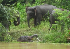 Elephants on the Kinabatangan river2