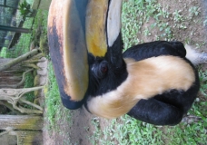 Rinicerous Horn Bill