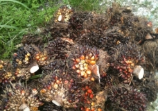 Palm Oil Fruit