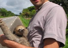 Baby sloth