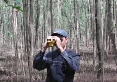 Counting and measuring trees in the manngrove